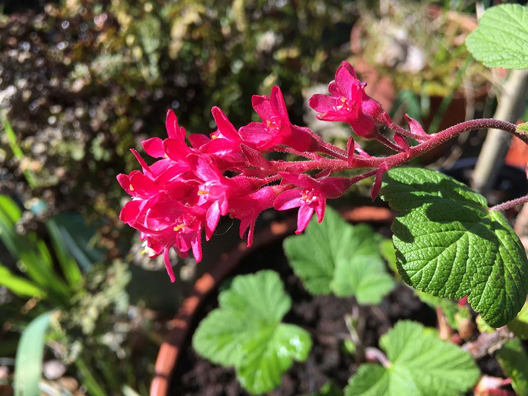 Ribes sanguineum